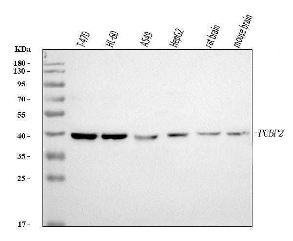 Anti-PCBP2/hnRNP E2 Antibody Picoband® (monoclonal, 4B9C7)