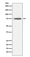 Western blot analysis of Hsp75 expression in K562 cell lysate.