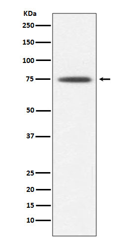 Western blot analysis of Hsp75 expression in K562 cell lysate.