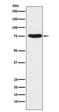 Western blot analysis of TRAP1 expression in K562 cell lysate.