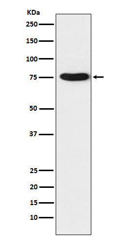 Western blot analysis of TRAP1 expression in K562 cell lysate.