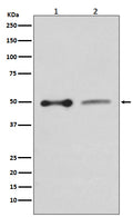 Western blot analysis of EBP50 expression in (1) HepG2 cell lysate; (2) PC12 cell lysate.