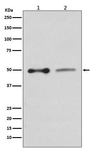 Western blot analysis of EBP50 expression in (1) HepG2 cell lysate; (2) PC12 cell lysate.