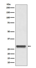 Western blot analysis of 14-3-3 expression in Hela lysate.