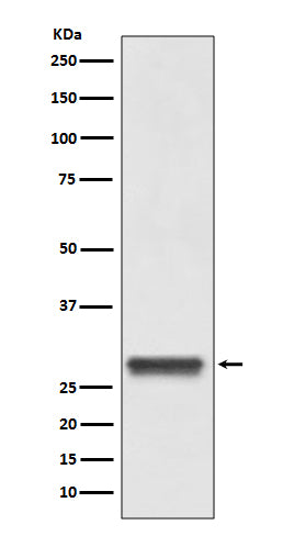 Western blot analysis of 14-3-3 expression in Hela lysate.