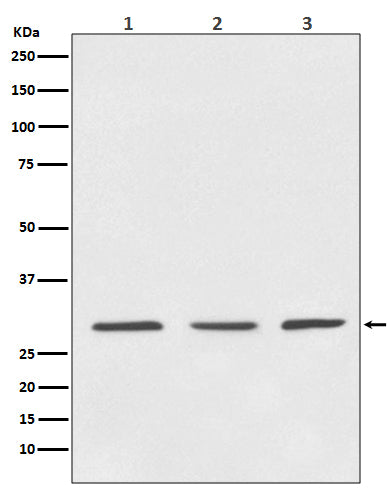 Western blot analysis of 14-3-3 expression in (1) HeLa cell lysate; (2) 3T3 cell lysate; (3) PC-12 cell lysate.