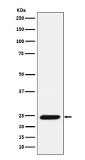 Western blot analysis of Bmf expression in Ramos cell lysate.