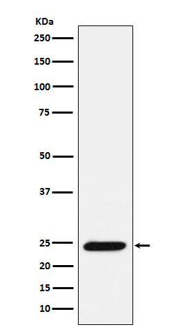 Western blot analysis of Bmf expression in Ramos cell lysate.