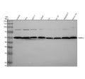 Anti-PABPN1 Rabbit Monoclonal Antibody