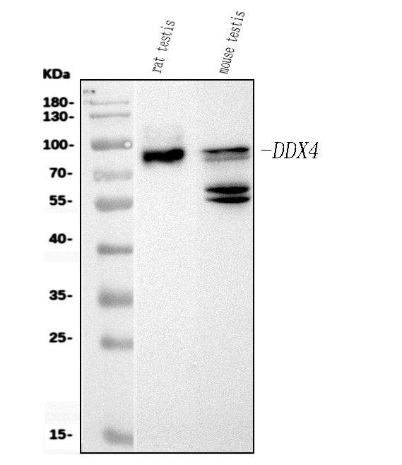 Anti-DDX4/MVH Antibody Picoband® (monoclonal, 3C3)
