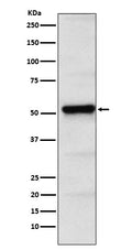 Western blot analysis of PICK1 expression in HeLa cell lysate.
