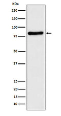 Western blot analysis of TLE 1 expression in SH-SY5Y cell lysate.