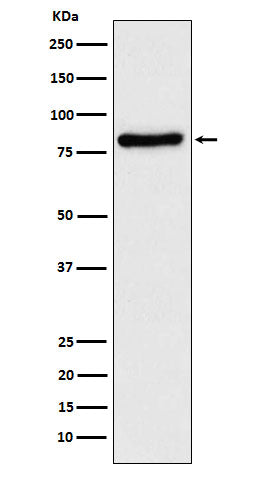 Western blot analysis of TLE 1 expression in SH-SY5Y cell lysate.