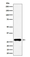 Western blot analysis of GSTO1 expression in HeLa cell lysate.