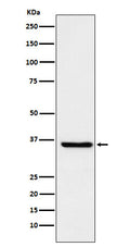 Western blot analysis of glutathione S transferase Omega 1 expression in HepG2 cell lysate.