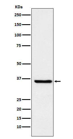 Western blot analysis of glutathione S transferase Omega 1 expression in HepG2 cell lysate.