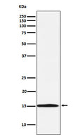 Western blot analysis of Ube2N / Ubc13 expression in Daudi cell lysate.