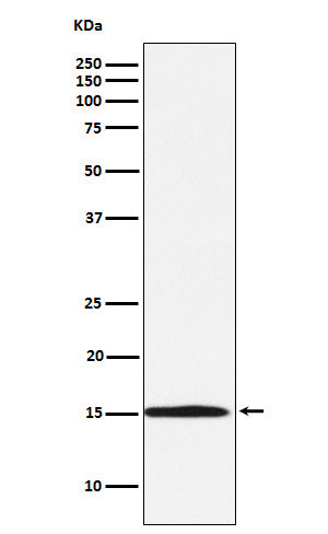 Western blot analysis of Ube2N / Ubc13 expression in Daudi cell lysate.