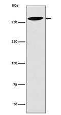 Western blot analysis of Lrp2 expression in 293T cell lysate.