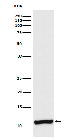 Western blot analysis of Cellubrevin expression in A375 cell lysate.