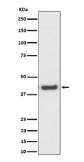 Western blot analysis of MVK expression in HepG2 cell lysate.