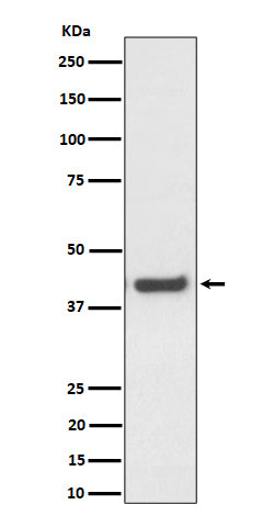 Western blot analysis of MVK expression in HepG2 cell lysate.