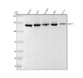 Anti-Lipin 1 Rabbit Monoclonal Antibody