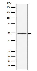 Western blot analysis of HEAB expression in HeLa cell lysate.