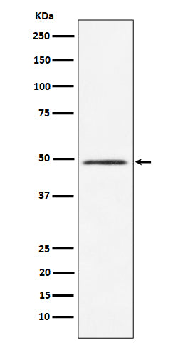 Western blot analysis of HEAB expression in HeLa cell lysate.