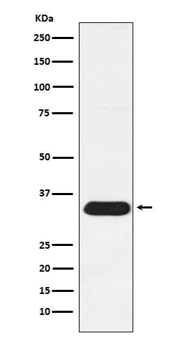 Western blot analysis of Syntenin expression in HeLa cell lysate.