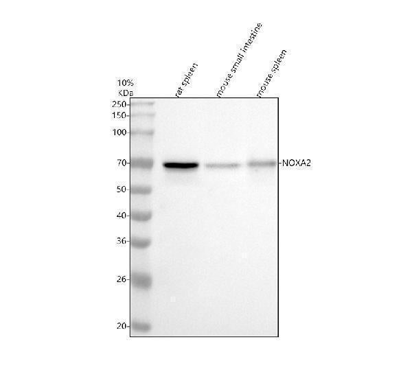 Anti-NOXA2/p67phox Rabbit Monoclonal Antibody