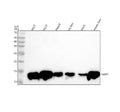 Anti-FABP1/L Fabp Rabbit Monoclonal Antibody