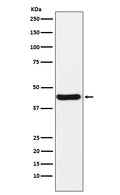 Western blot analysis of NUDEL expression in HeLa cell lysate.