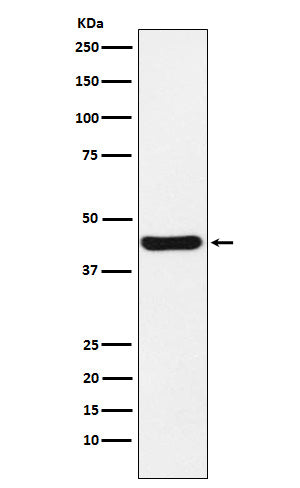 Western blot analysis of NUDEL expression in HeLa cell lysate.