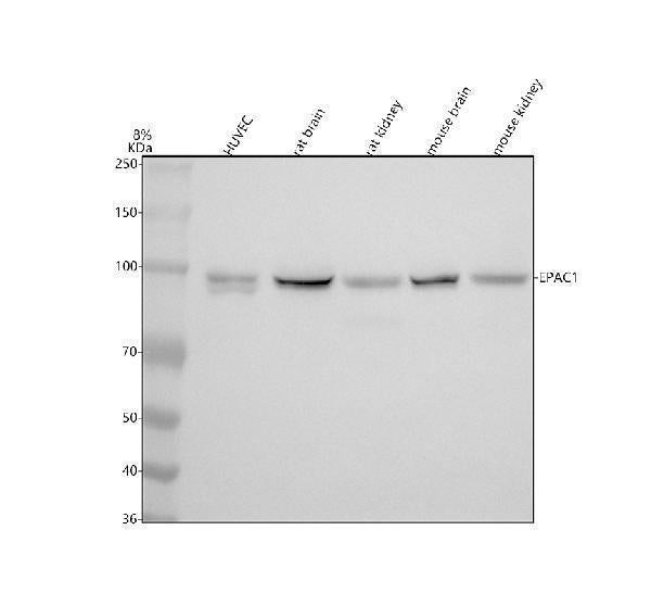Anti-Epac1 Rabbit Monoclonal Antibody