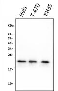 Anti-HSPB8/Hsp22 Antibody Picoband® (monoclonal, 7D8)