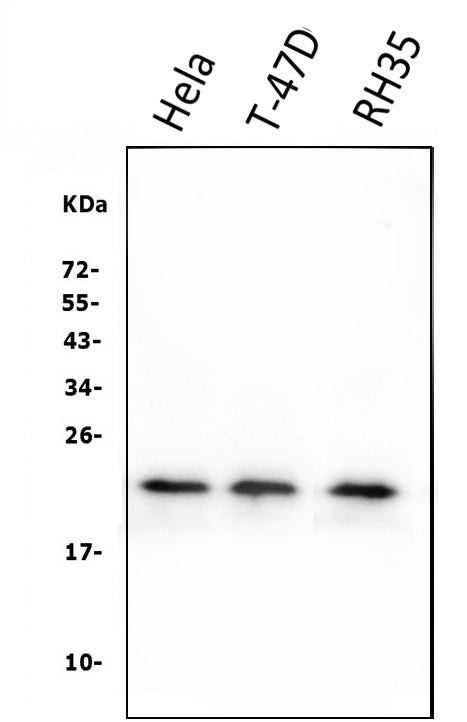 Anti-HSPB8/Hsp22 Antibody Picoband® (monoclonal, 7D8)