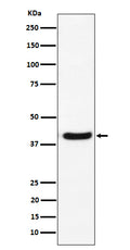 Western blot analysis of GNAI2 expression in U-87 MG cell lysate.
