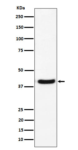 Western blot analysis of GNAI2 expression in U-87 MG cell lysate.