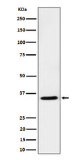 Western blot analysis of USF1 expression in Jurkat cell lysate.