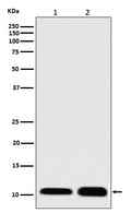 Western blot analysis of S100 expression in (1) Human skeletal muscle lysate; (2) RAW 264.7 cell lysate.