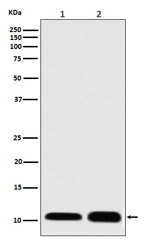 Western blot analysis of S100 expression in (1) Human skeletal muscle lysate; (2) RAW 264.7 cell lysate.