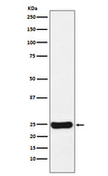 Western blot analysis of Cathepsin S expression in U87-MG cell lysate.