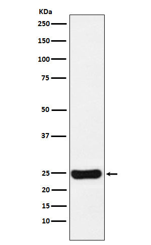 Western blot analysis of Cathepsin S expression in U87-MG cell lysate.