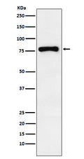 Western blot analysis of RNase L expression in THP1 cell lysate.