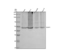 Anti-DGAT1 Rabbit Monoclonal Antibody