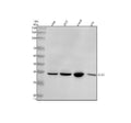 Anti-Dlx5 Rabbit Monoclonal Antibody
