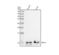 Anti-Apolipoprotein CI Rabbit Monoclonal Antibody