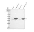 Anti-Fbx32 Rabbit Monoclonal Antibody