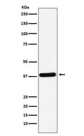 Anti-CRKII Rabbit Monoclonal Antibody